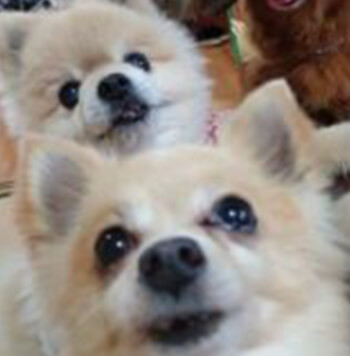 わんこに癒されるデイサービス